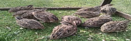 Quail poultry for sale: Quail . Japanese coturnix quail - Advert 4