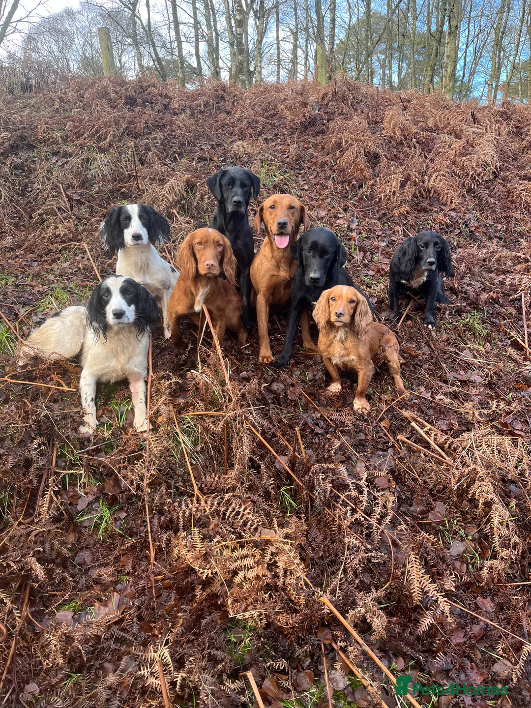 Cocker Spaniel dogs for stud: KC Fully Health Tested Red Working Cocker Spaniel  in Spennymoor - Advert 3
