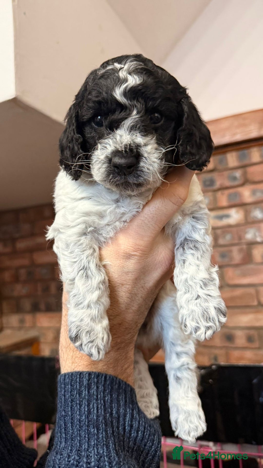 Cockapoo dogs for sale: 🐾 Cockapoo Puppies 🐾  - Advert 9