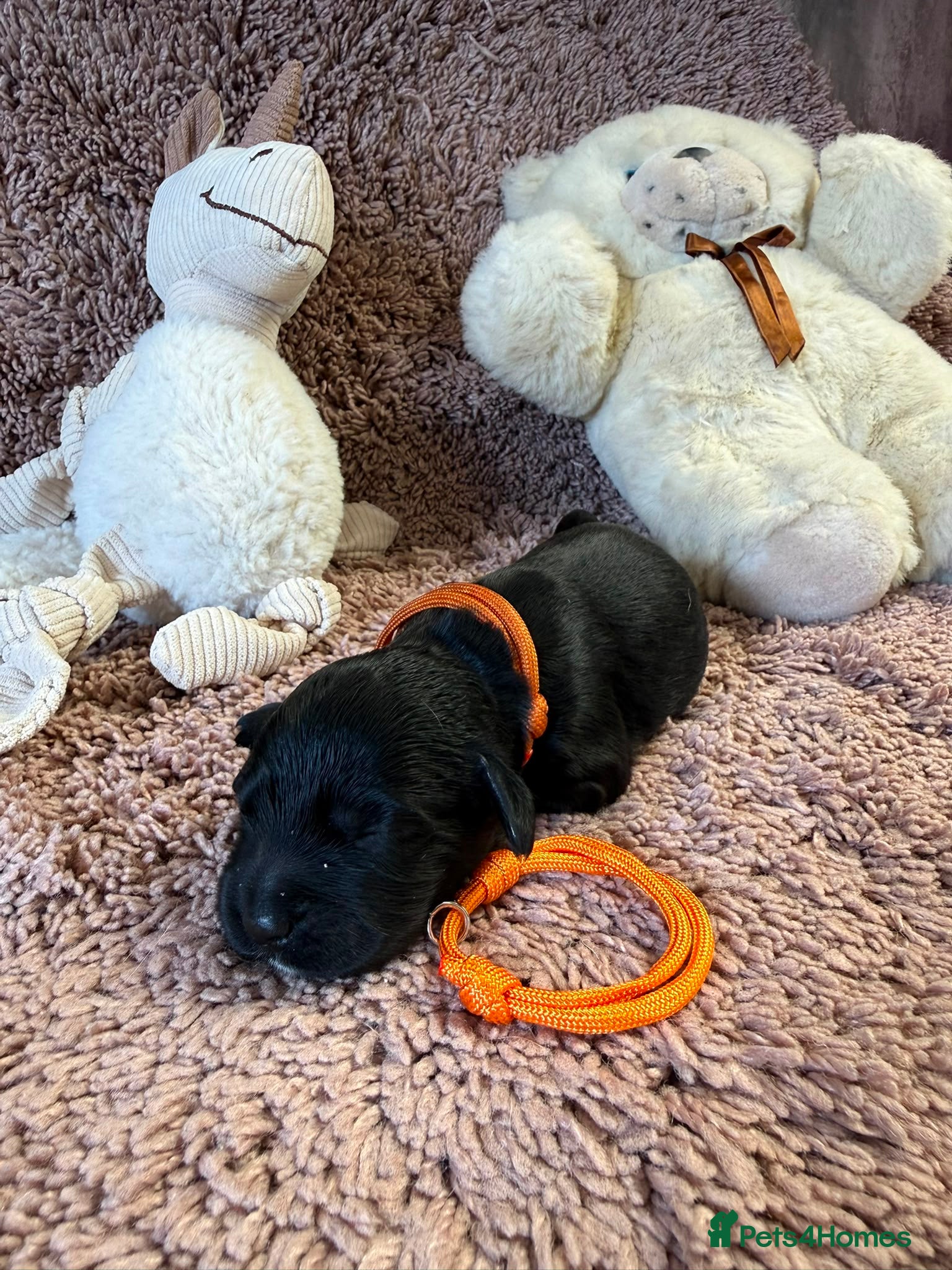 Cocker Spaniel dogs Excellent pedigree Cocker Pups Farlavale / Rowston - Advert 2