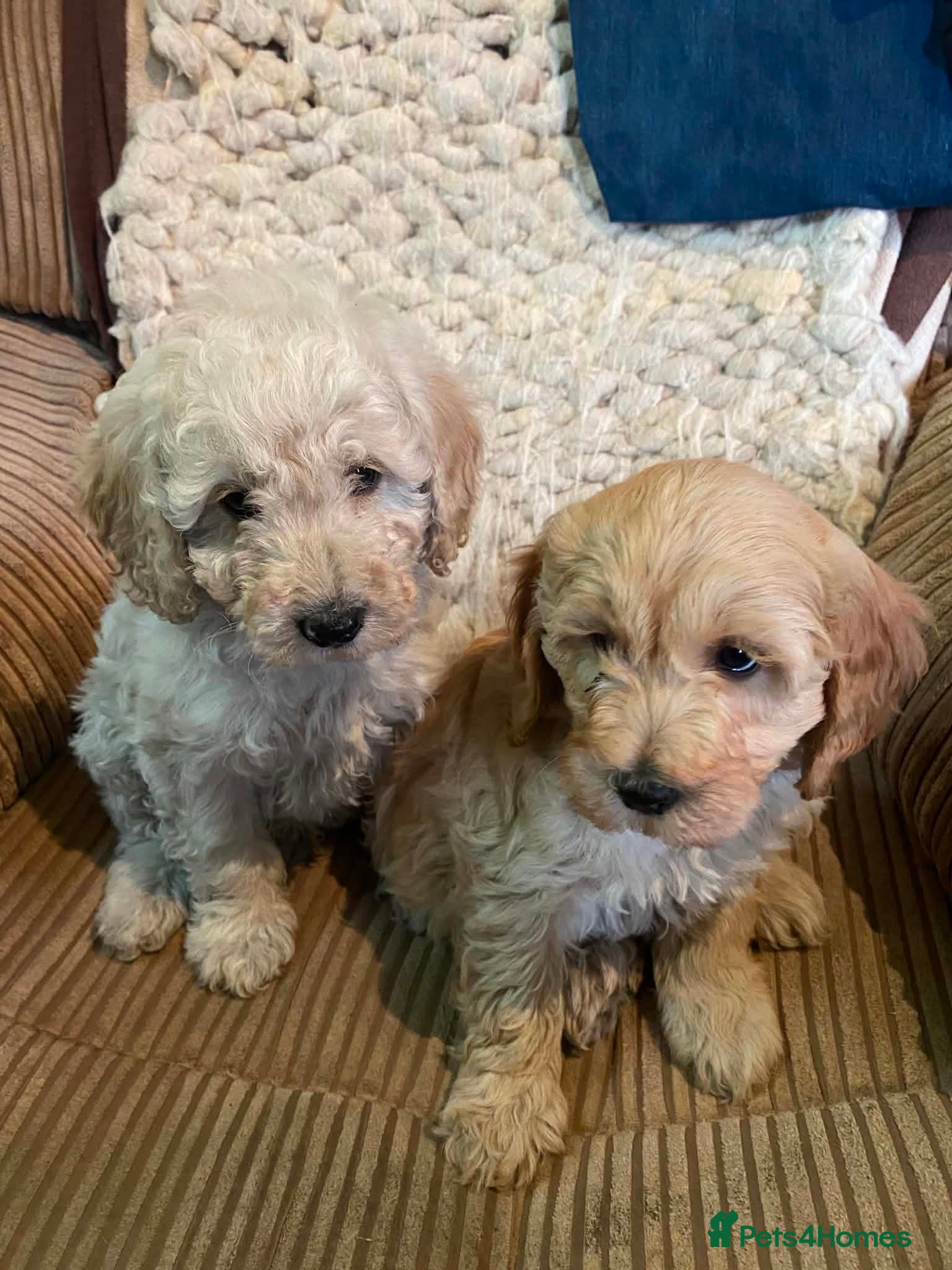 Cavapoo dogs Cavapoo F2B puppies - Advert 8