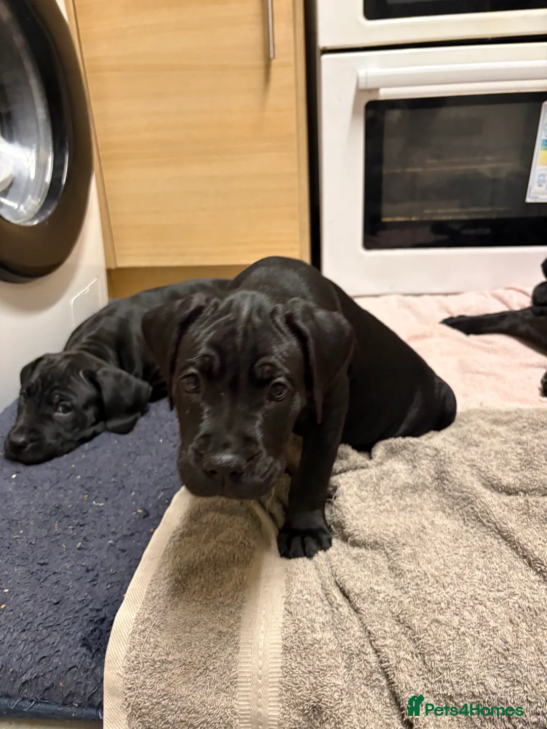 Cane Corso dogs for sale: Cane corso’s  - Advert 16