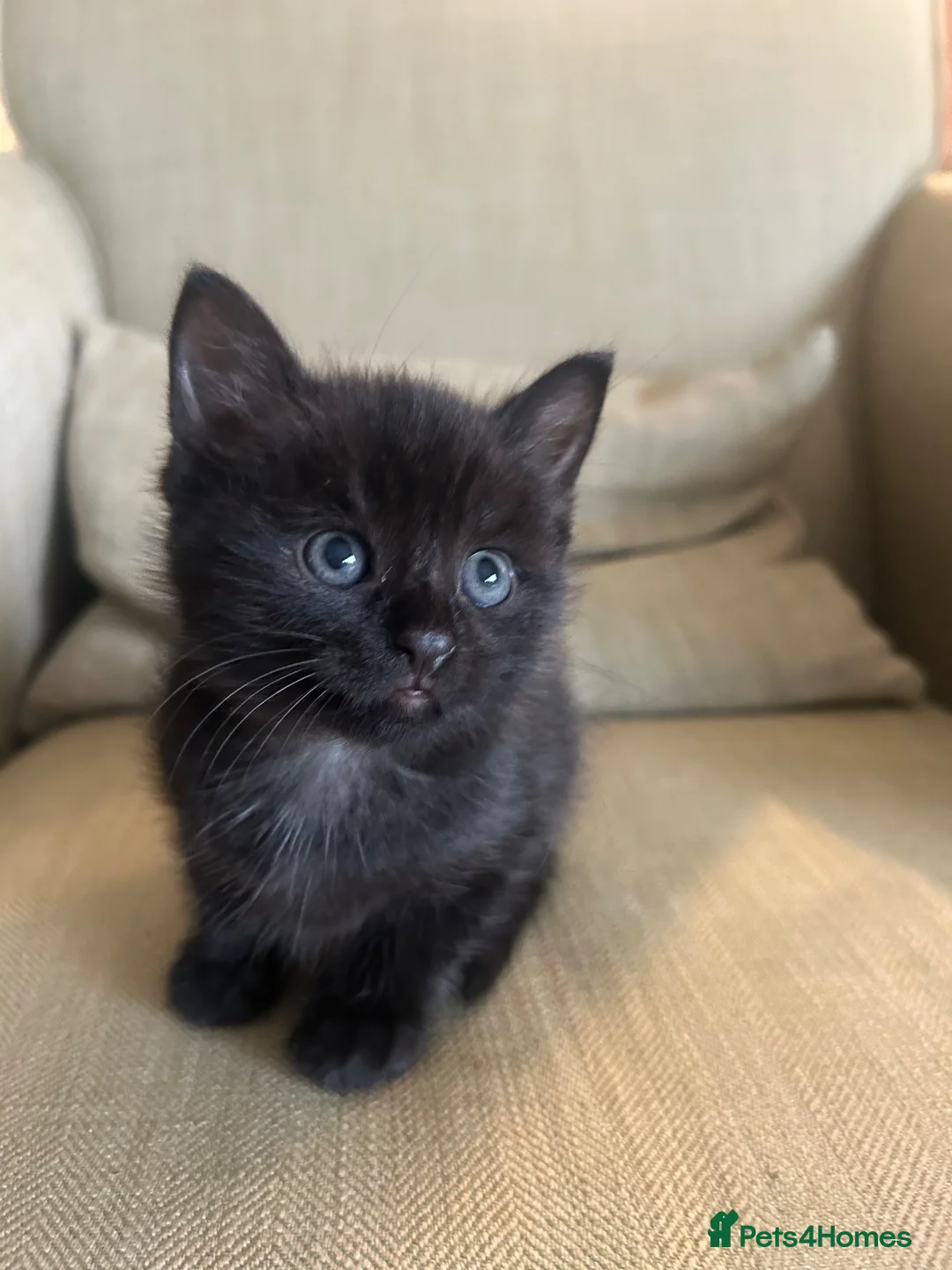 Mixed Breed cats for sale: 3 Kittens looking for furever home 🏠  - Advert 2