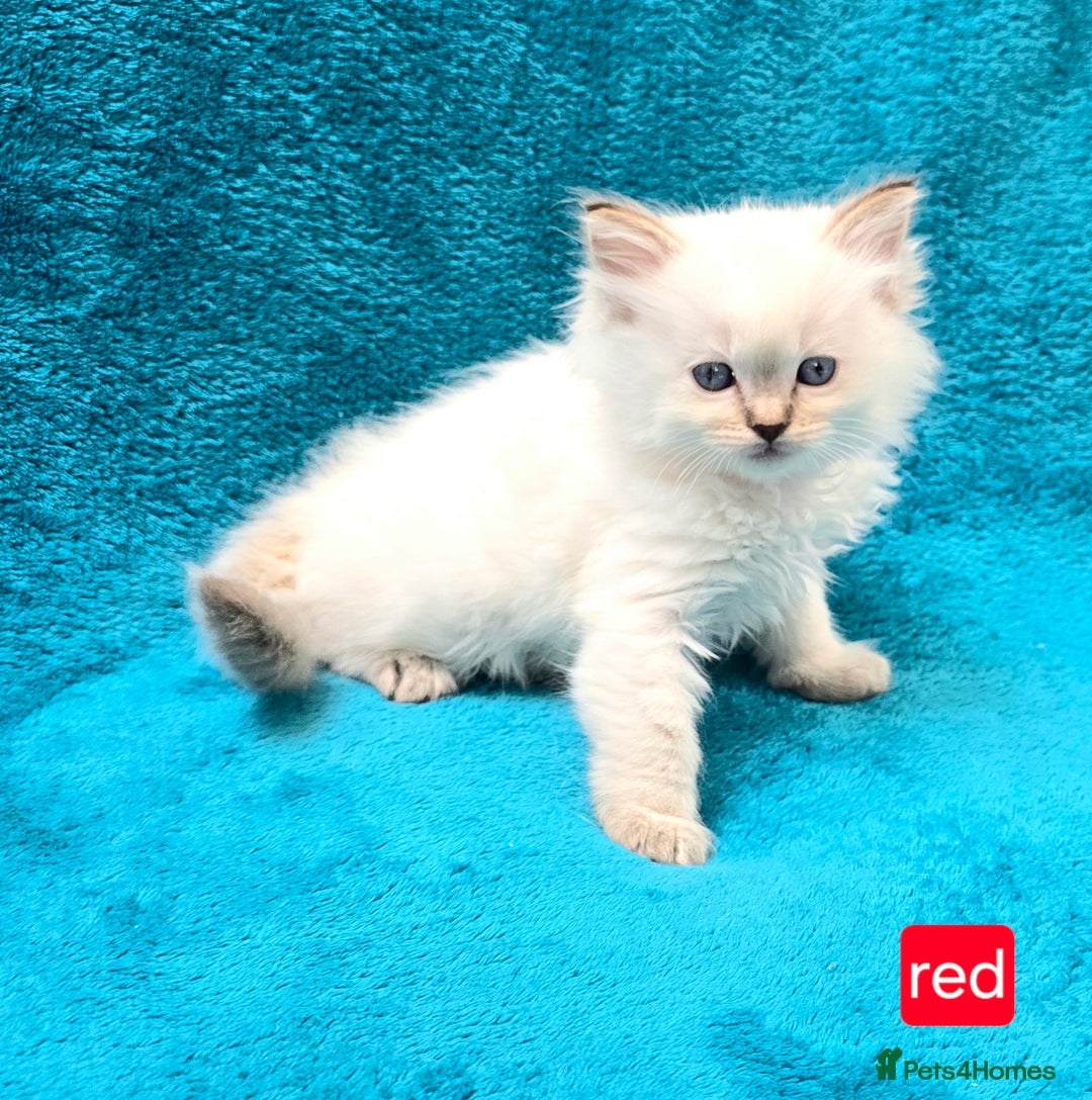 Ragdoll cats for sale: PEDIGREE GCCF REG CHAMPION LINE RAGDOLL KITTENS - Image 10