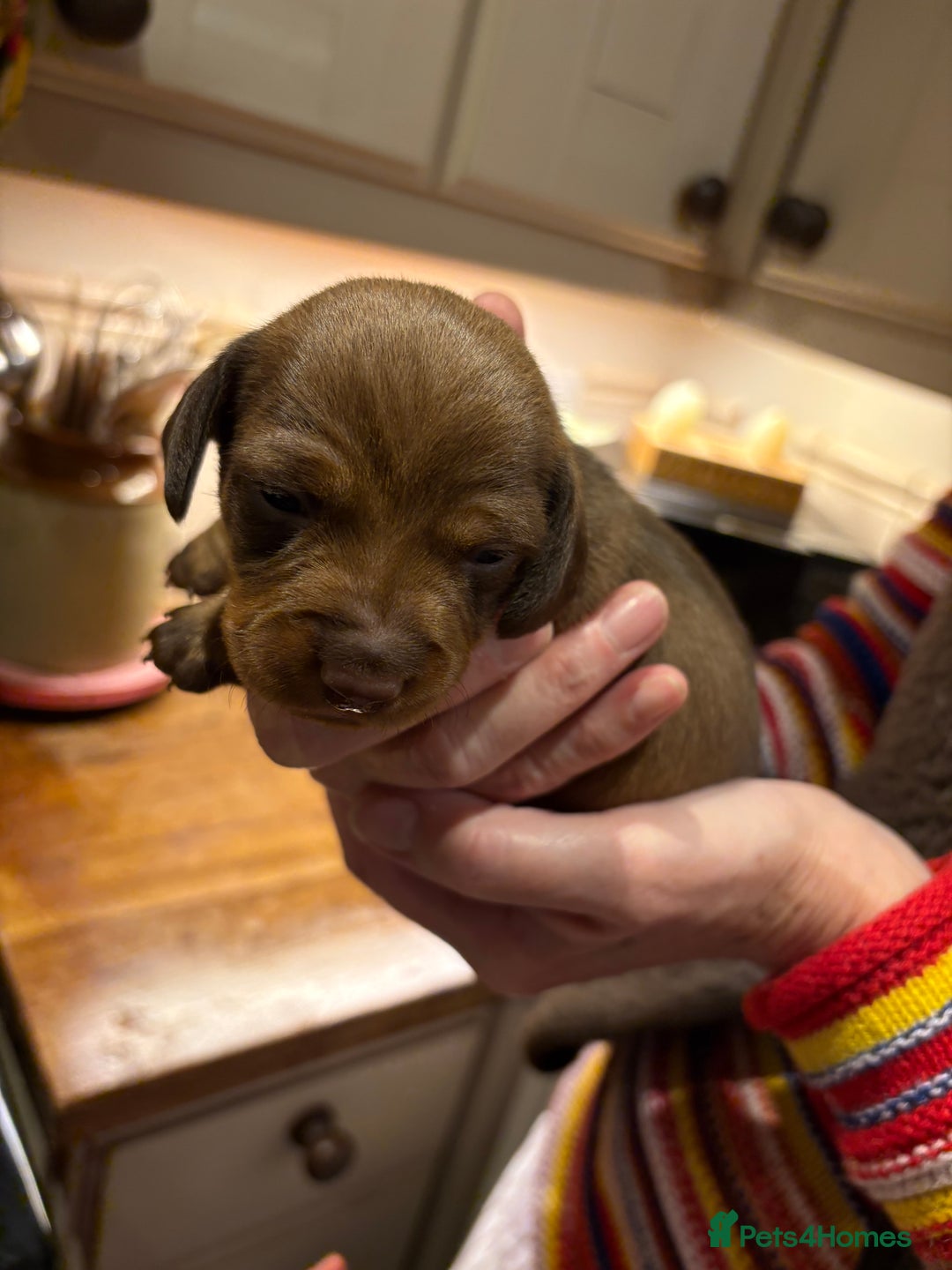 Miniature Dachshund dogs for sale: Smooth Miniature Daschund puppies  - Advert 15