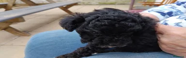 Poochon Puppy 3