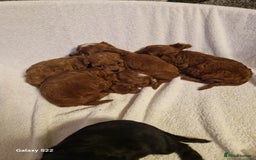 Cavapoo dogs for sale: Fox Red Cavapoo F1 Puppies  - Image 20