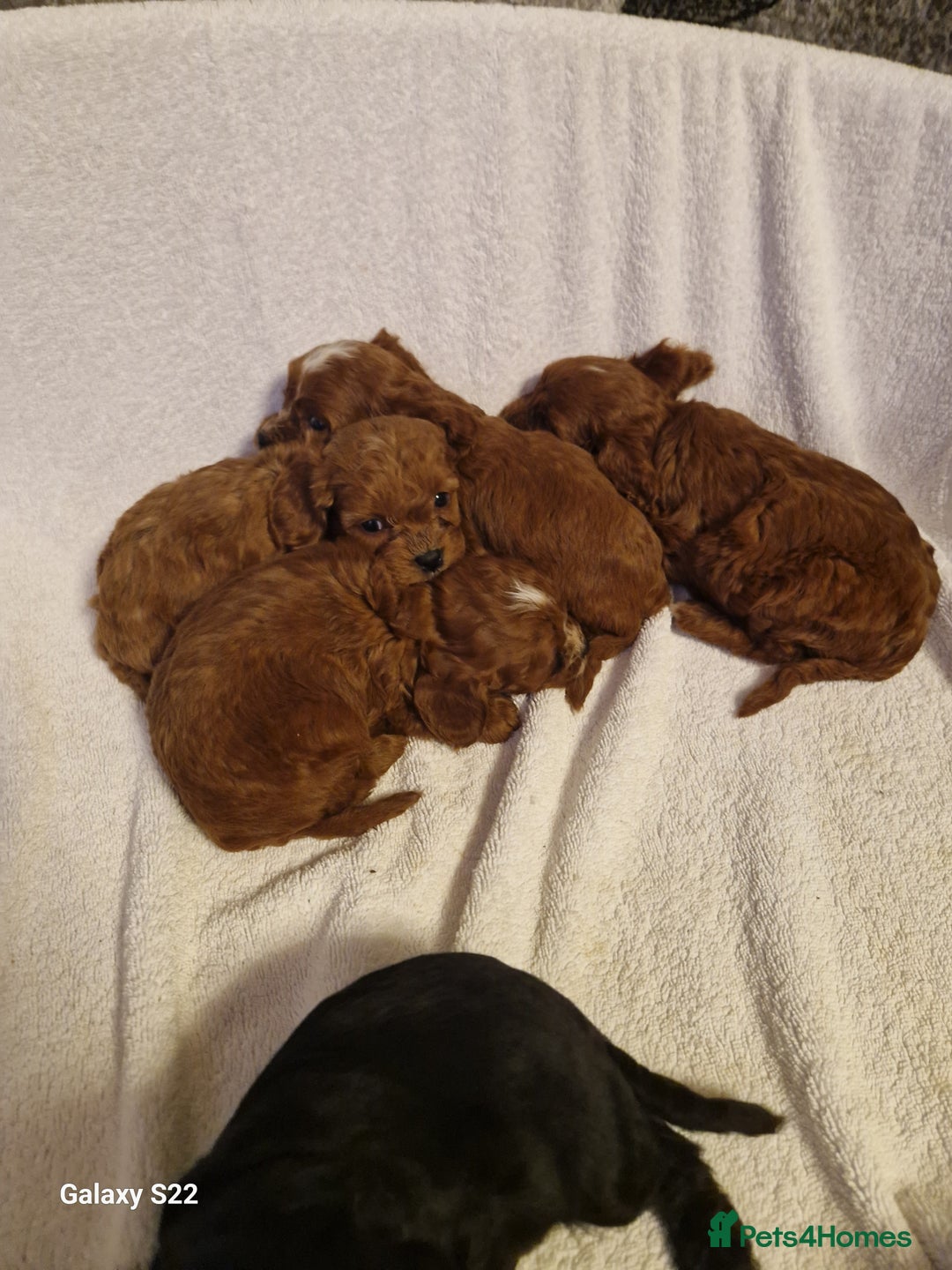 Cavapoo dogs for sale: Fox Red Cavapoo F1 Puppies  - Image 20