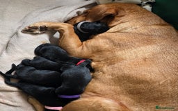 Mixed Breed dogs for sale: Sheprador Puppies - Image 18
