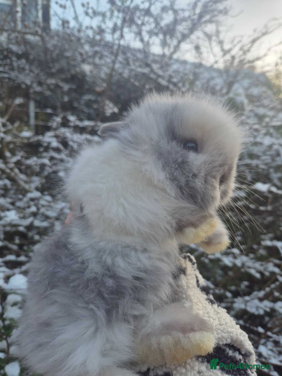 Angora rabbits for sale: 💖💙Ready in 2 weeks- Blue harli teddydwerg💙💖 - Advert 16