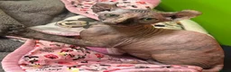 Sphynx cats for sale: Last unique split face girl with elf ears!💛 - Advert 32
