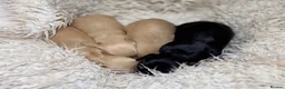 Miniature Dachshund dogs for sale: KC Longhaired Cream Miniature Dachshund Puppies - Advert 3