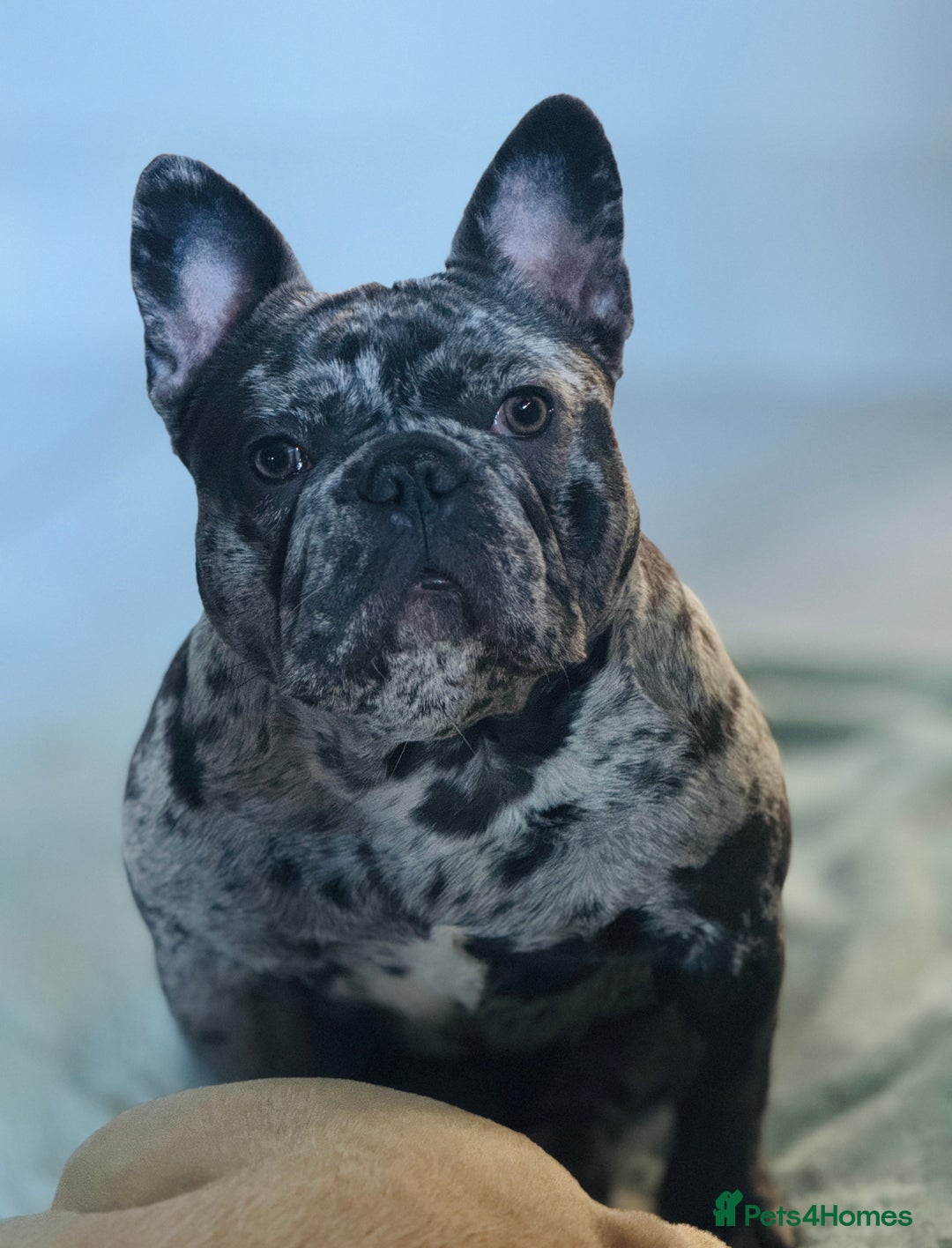 French Bulldog dogs for sale: Dottie French bulldog girl  - Image 13