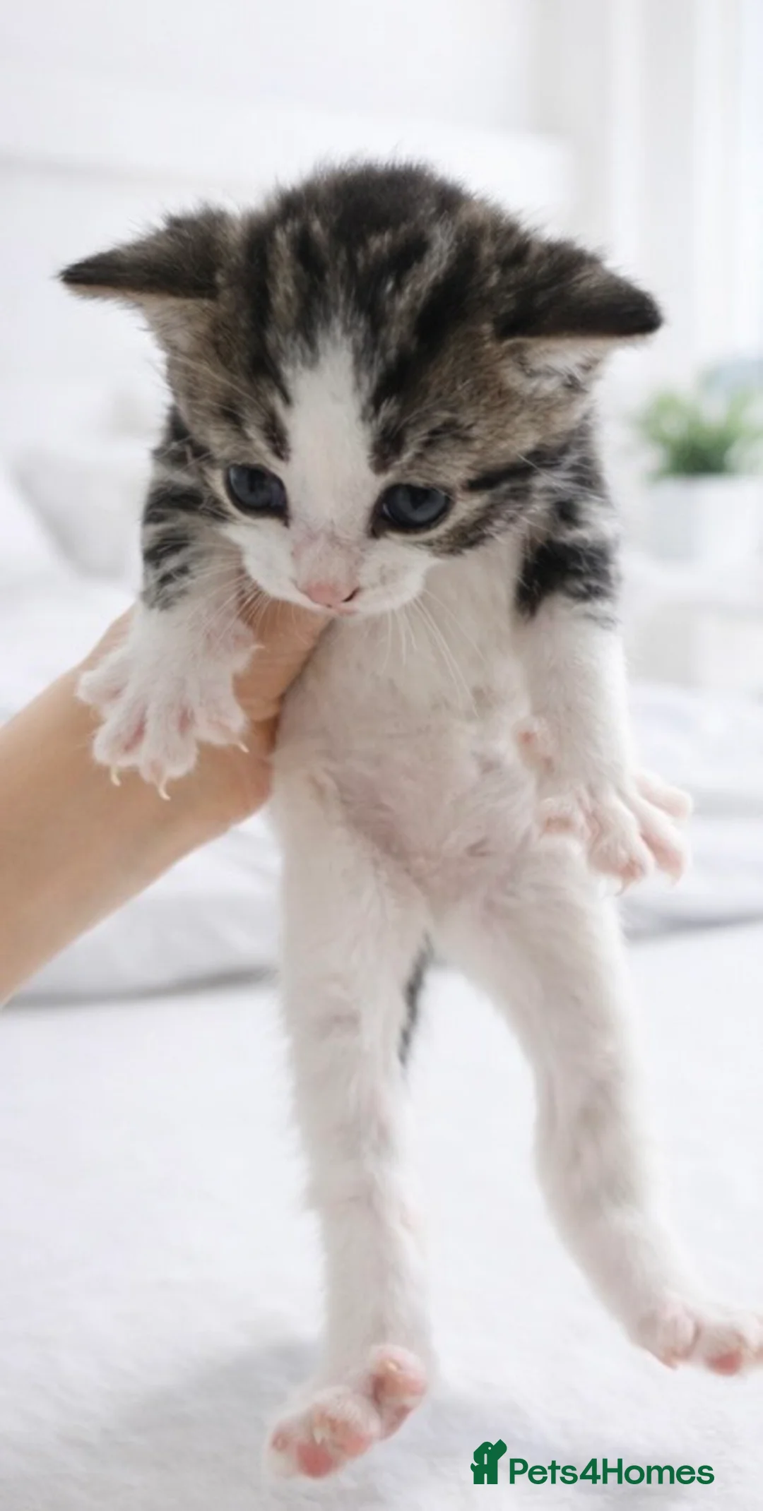 Mixed Breed cats for sale: 3 Beautiful boys ready for new home  - Advert 2