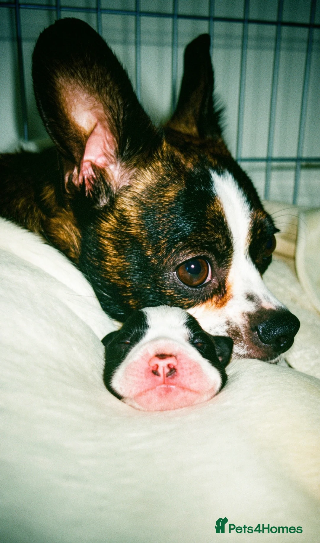 Mixed Breed dogs for sale: Jack Russell cross puppy - Advert 2