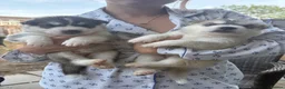 Utonagan dogs for sale: 7 stunning husky/malamute puppies in Waltham Abbey - Advert 7