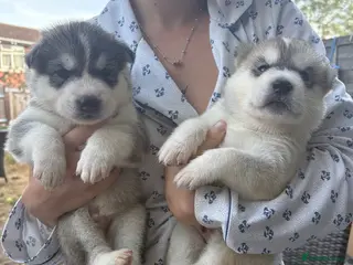 Utonagan dogs 7 stunning husky/malamute puppies - Advert 9