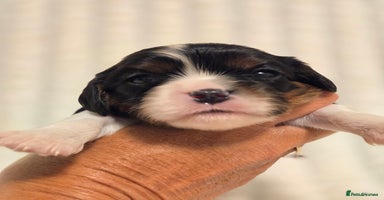 Cavalier King Charles Spaniel dogs - Advert 13