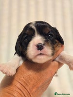 Cavalier King Charles Spaniel dogs - Advert 12