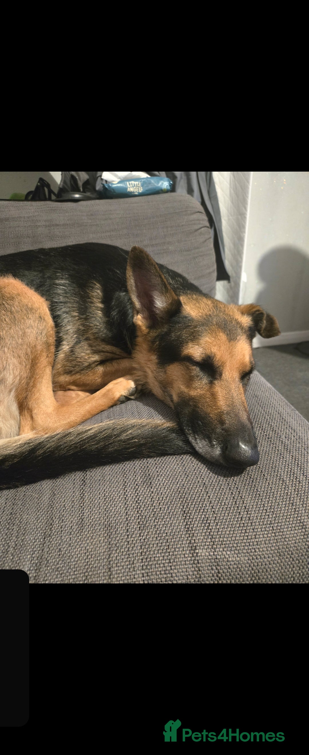Mixed Breed dogs 3 year old german shepard  - Advert 1