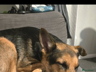 Mixed Breed dogs 3 year old german shepard - Advert 1