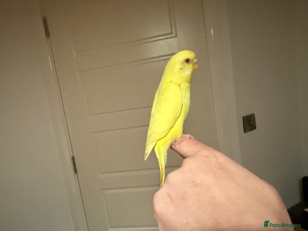 Budgerigars birds for sale: Budgie yellow Latino female semi tamed   - Advert 4