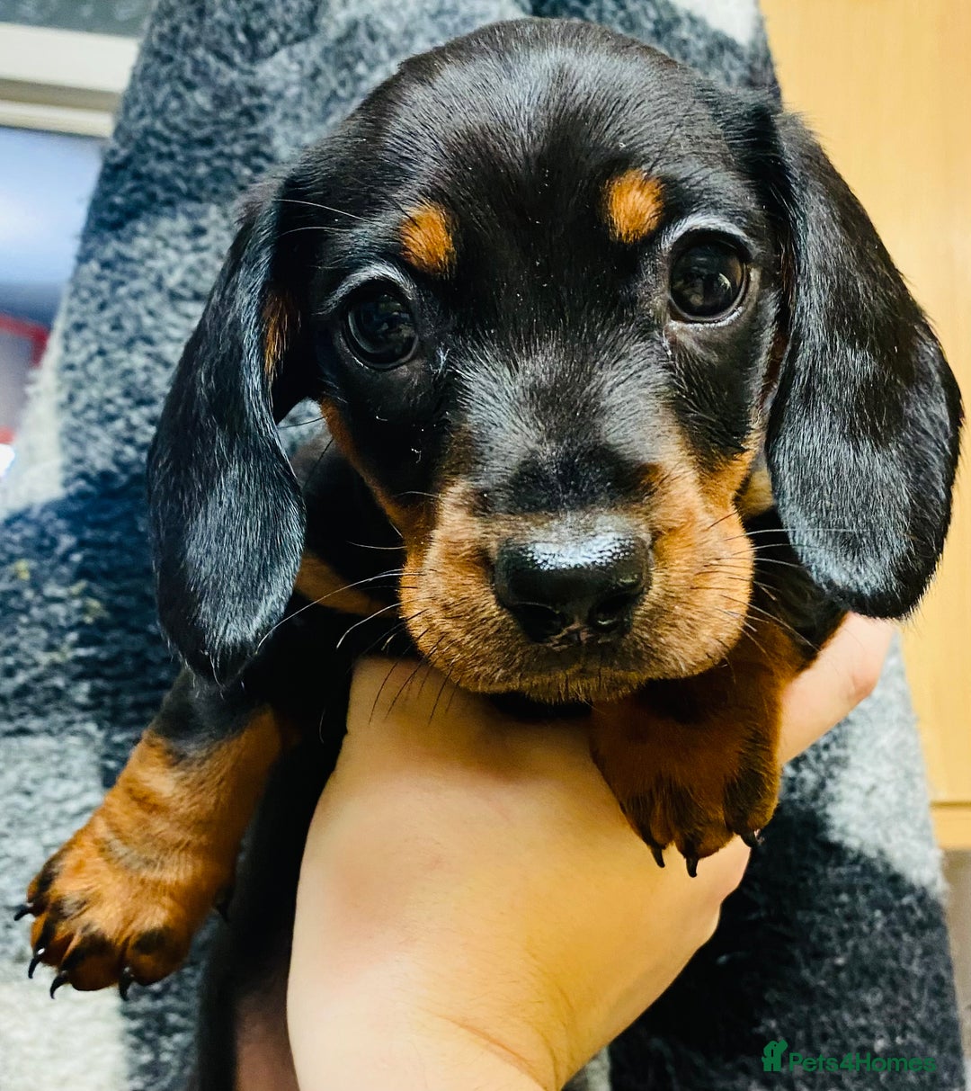 Miniature Dachshund dogs for sale: 3 beautiful miniature dachshund boys - Advert 14