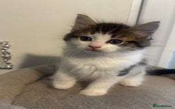 Ragdoll cats for sale: Beautiful Ragdoll Kittens  - Image 8