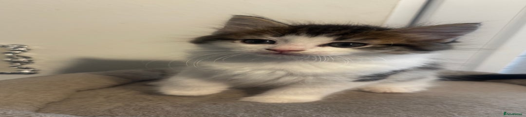 Ragdoll Kitten 1
