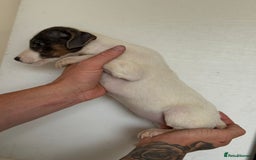 Jack Russell dogs for sale: Jack Russell  - Image 7