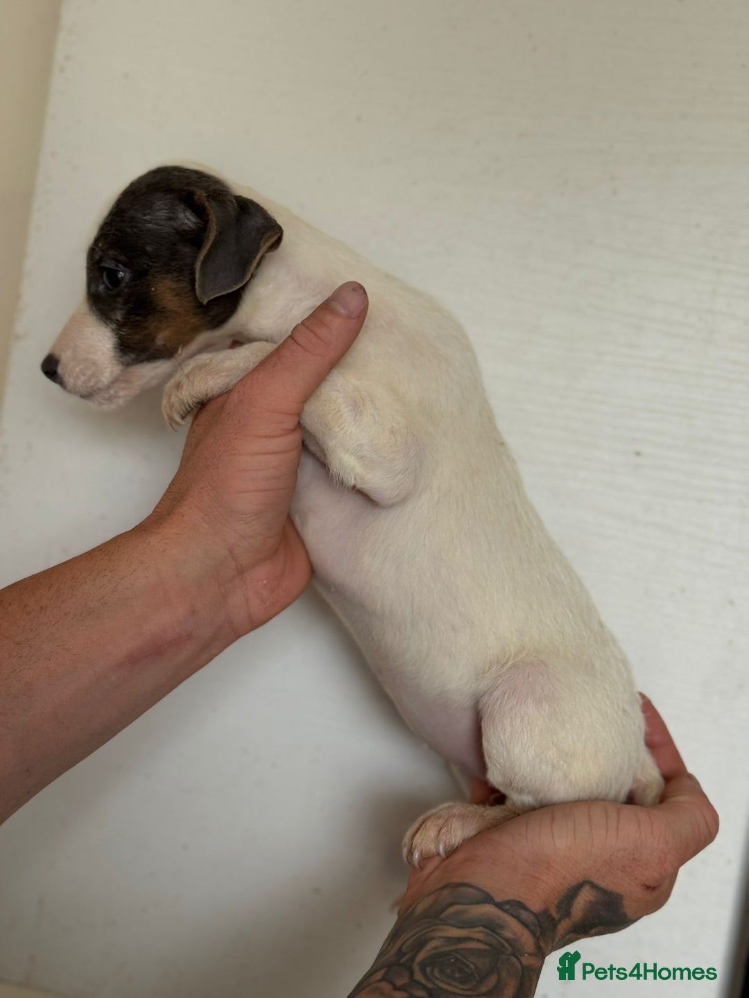 Jack Russell dogs for sale: Jack Russell  - Image 7