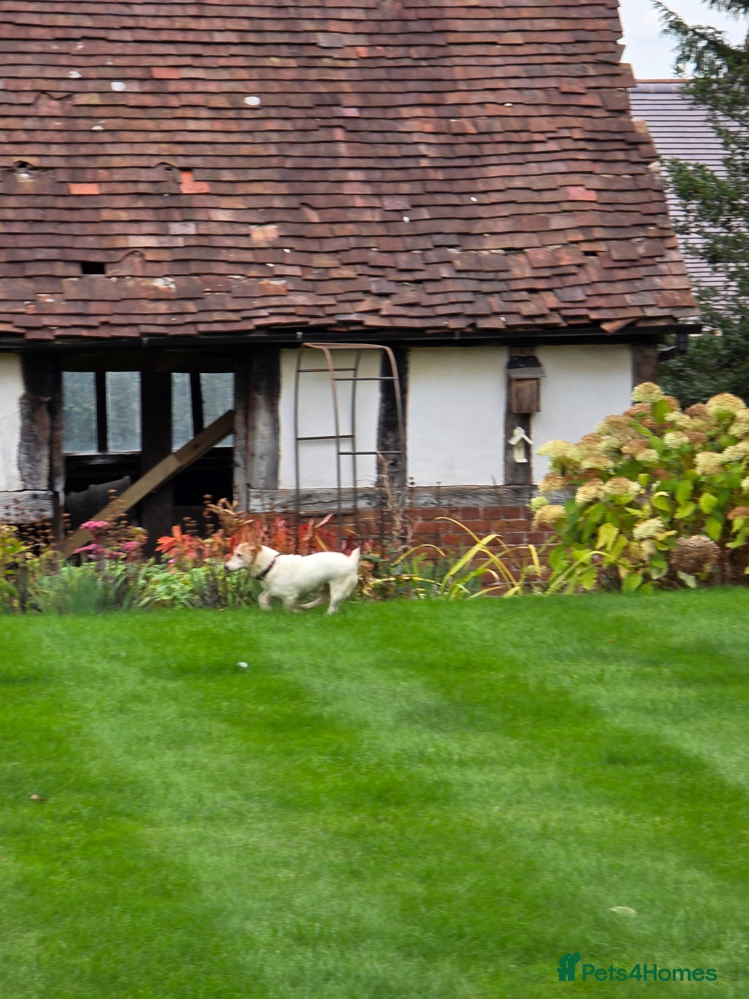 Jack Russell dogs for sale: 8 year old Jack Russell for sale - Image 4
