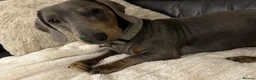 Miniature Dachshund dogs for sale: Male miniature dachshund  - Advert 5