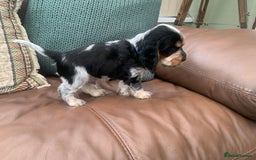 Cocker Spaniel dogs for sale: Cocker Spaniel (Show type ) KC registered pedigree - Image 9