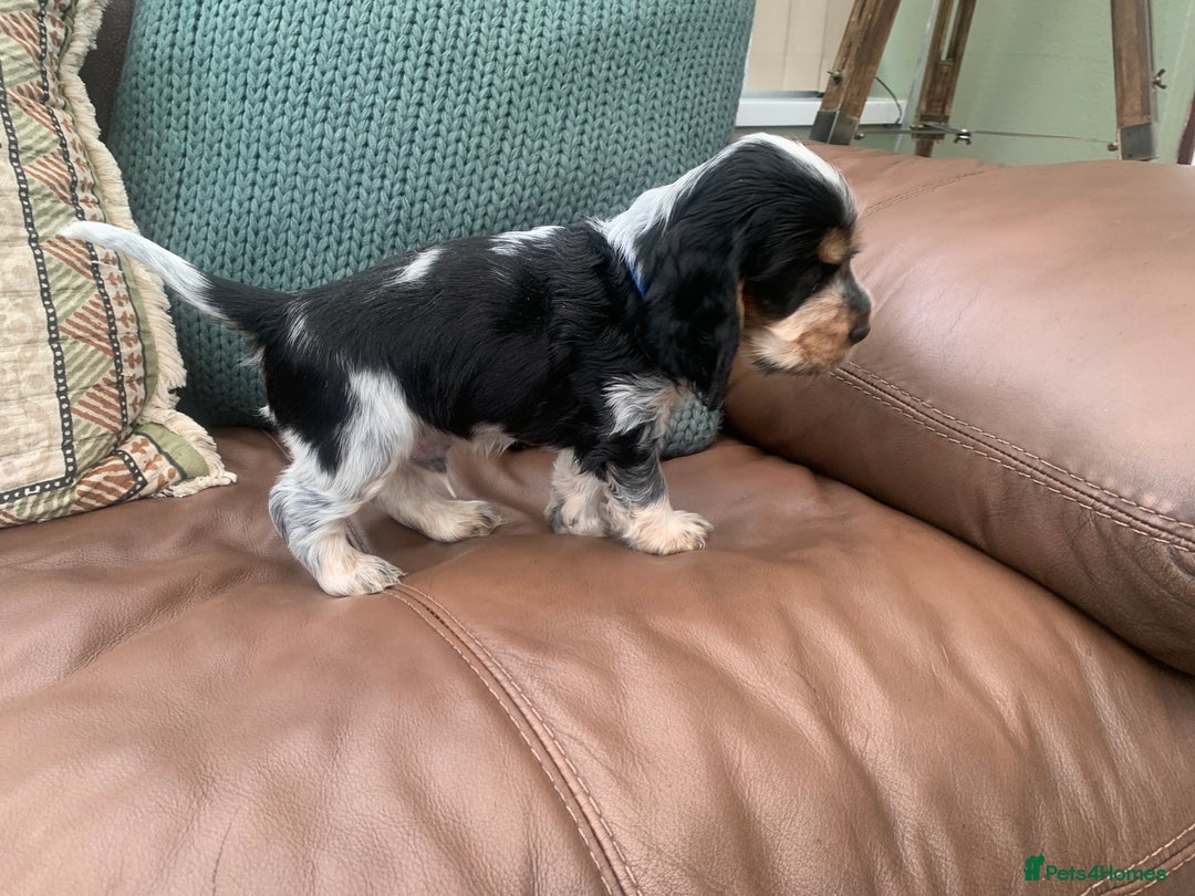 Cocker Spaniel dogs for sale: Cocker Spaniel (Show type ) KC registered pedigree - Image 9