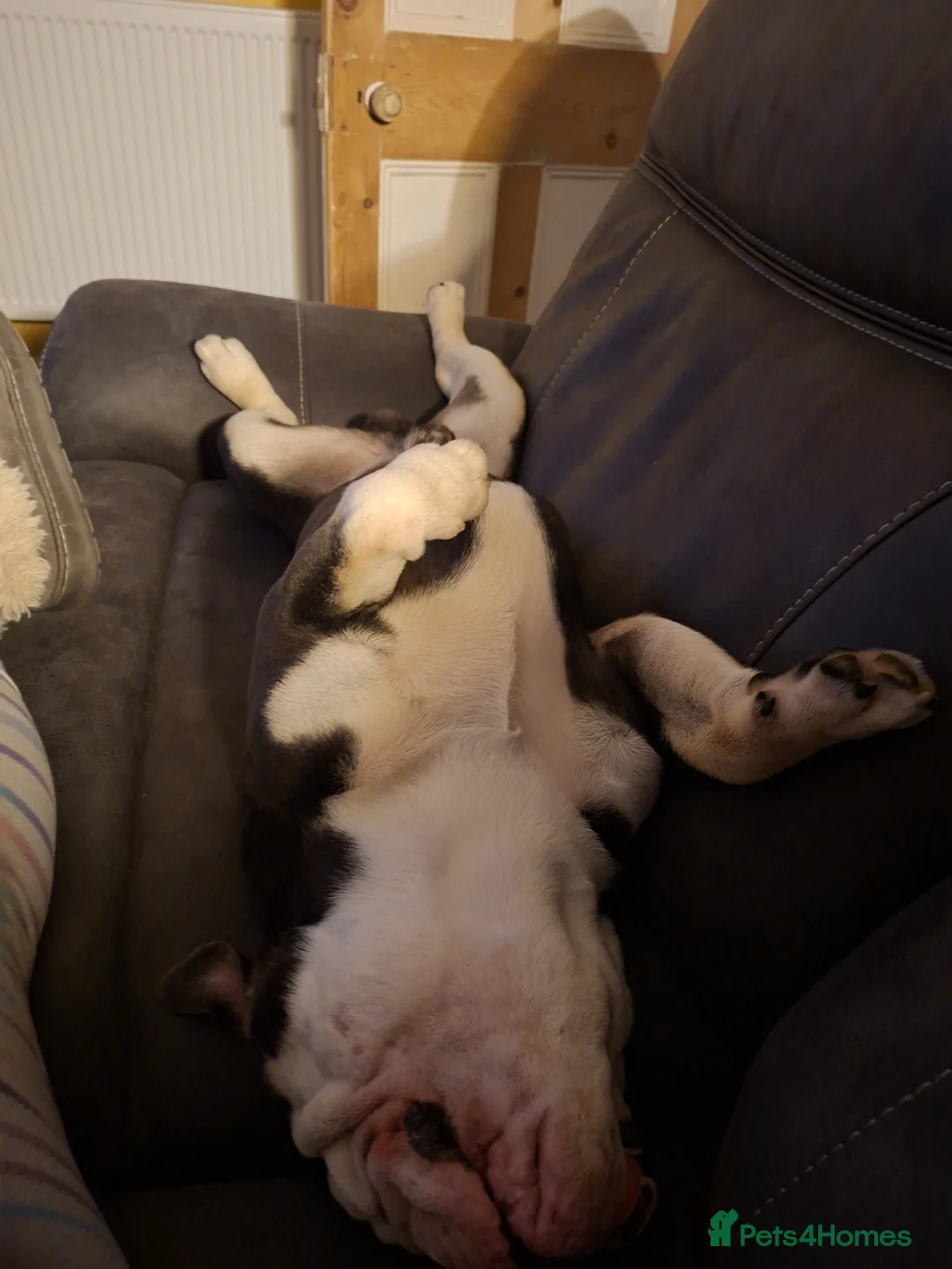 English Bulldog dogs for sale: Biscuit the bulldog in Camborne - Advert 2