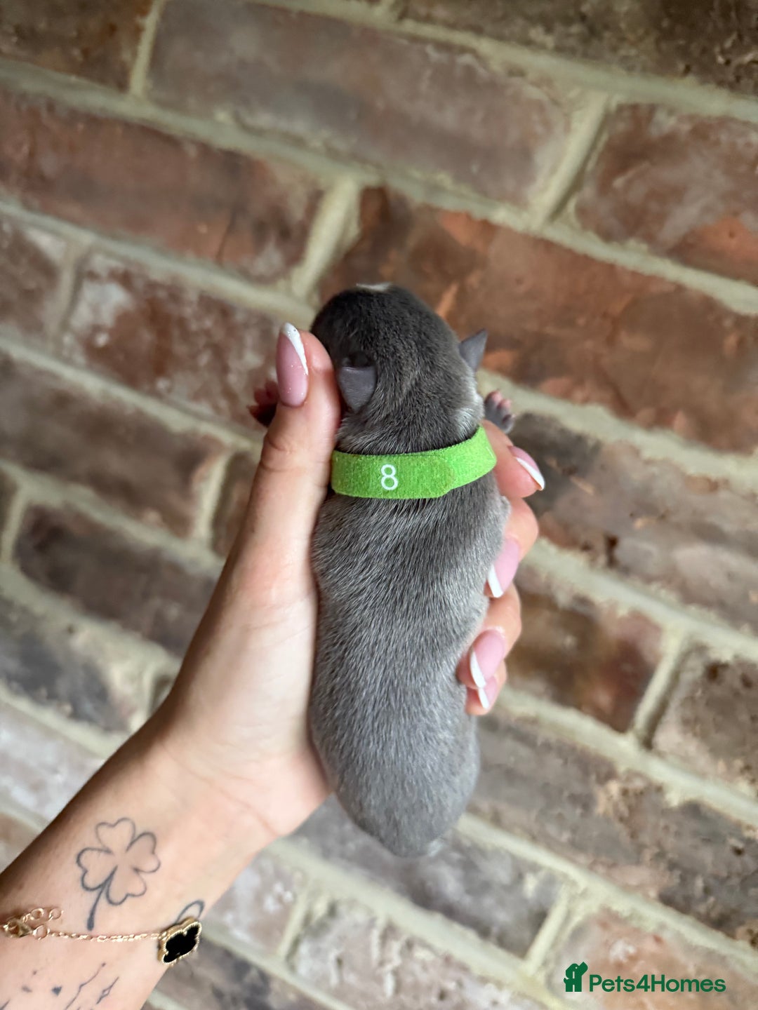 Boston Terrier dogs for sale: Boston Terrier puppies 🐶 - Advert 7