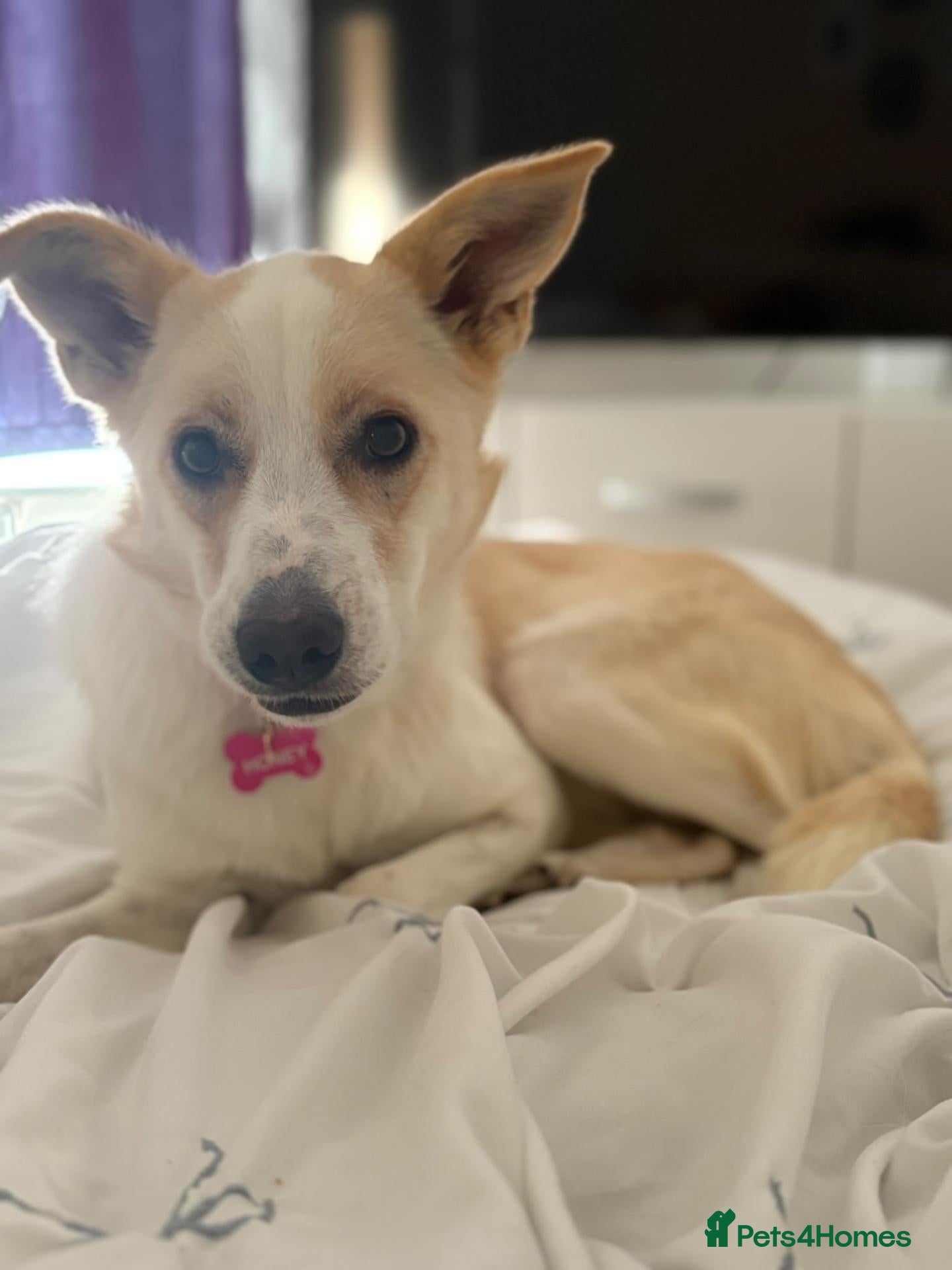 Mixed Breed dogs  🍯 Meet Honey A Girl with So Much Love to Give - Advert 1