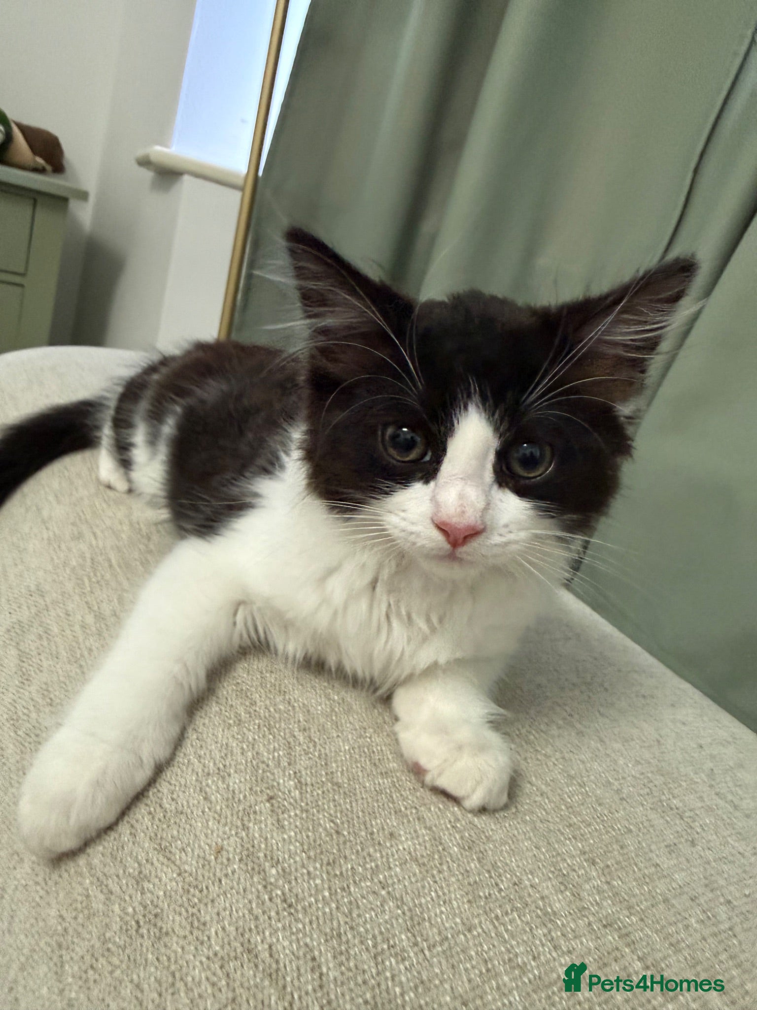 Mixed Breed cats Tux, Male long haired tuxedo kitten  - Advert 3