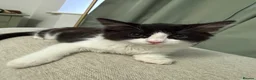 Mixed Breed cats for sale: Tux, Male long haired tuxedo kitten  - Advert 1