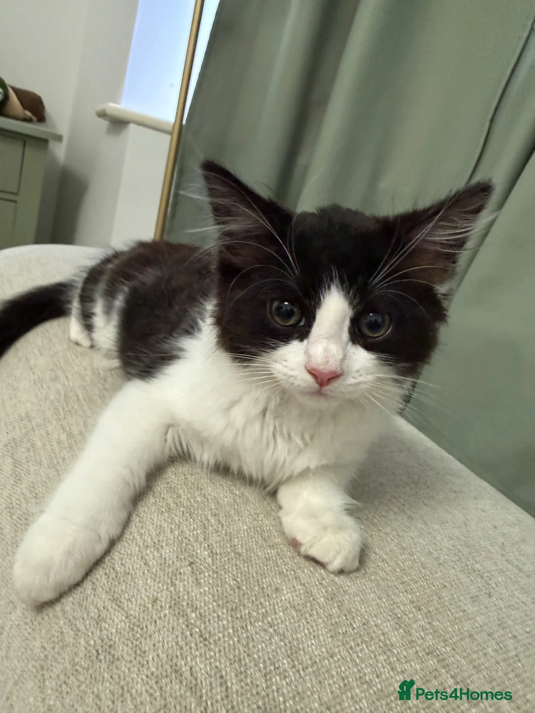 Mixed Breed cats for sale: Tux, Male long haired tuxedo kitten  - Advert 1