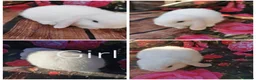 Mini Lop rabbits for sale: Mini lop baby rabbits  - Advert 6