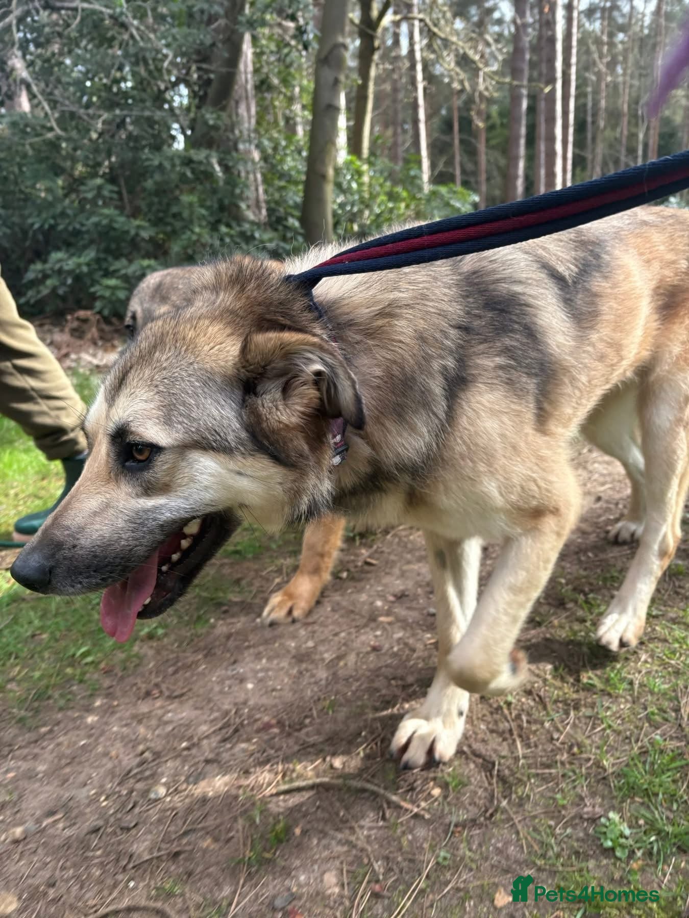 Mixed Breed dogs Molly - Norwich Norfolk  - Advert 1