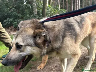 Mixed Breed dogs Molly - Norwich Norfolk - Advert 1