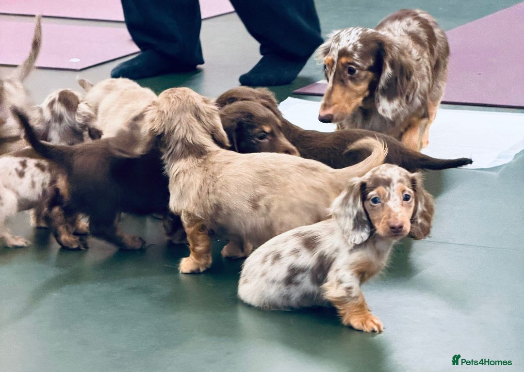 Miniature Dachshund dogs for sale: PRA 🏆Clear Champion 🏆Long Haired Puppies - Advert 2