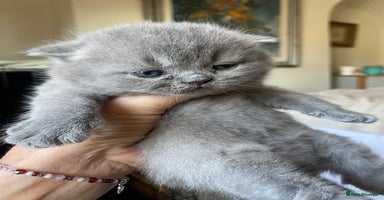 British Shorthair cats - Advert 5