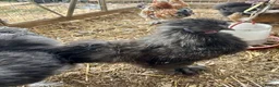 Chickens poultry for sale: Silkie Cockerels - Advert 4