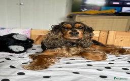 Cocker Spaniel dogs for sale: Looking to rehome our beautiful cocker spaniel  - Image 2