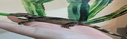 Lizard reptiles for sale: Stunning Chuckwalla in York - Advert 1