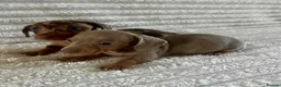 Miniature Dachshund dogs for sale: Kc registered miniature dachshund  - Advert 12
